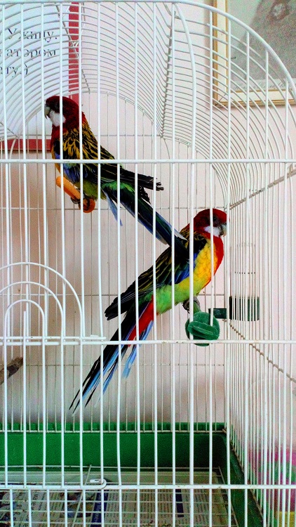 2019buduciprvaci26